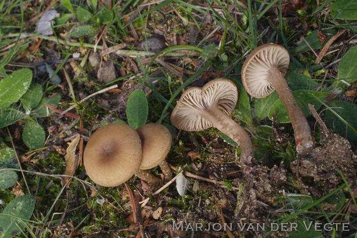 Bittere trechterzwam - Pseudoomphalina pachyphylla